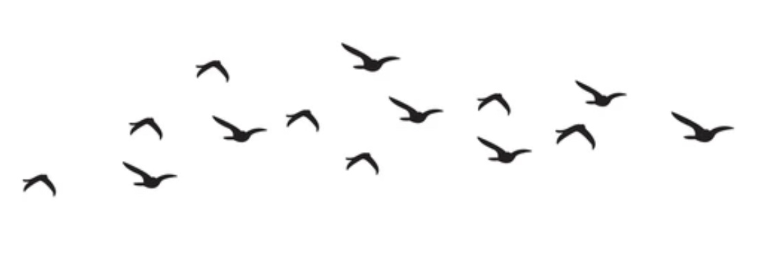 springtimeiris's profile banner image