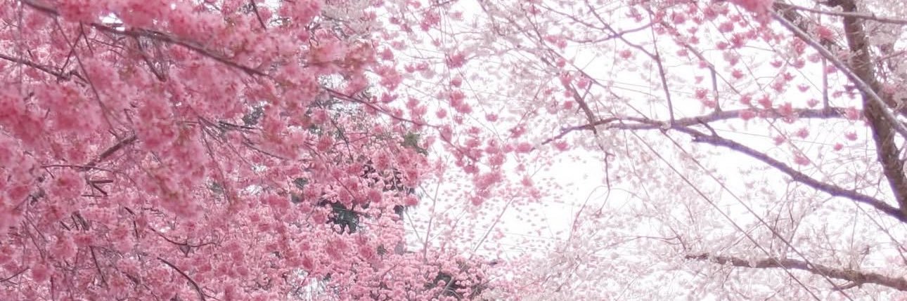 妖妹❣️Liora💜 banner