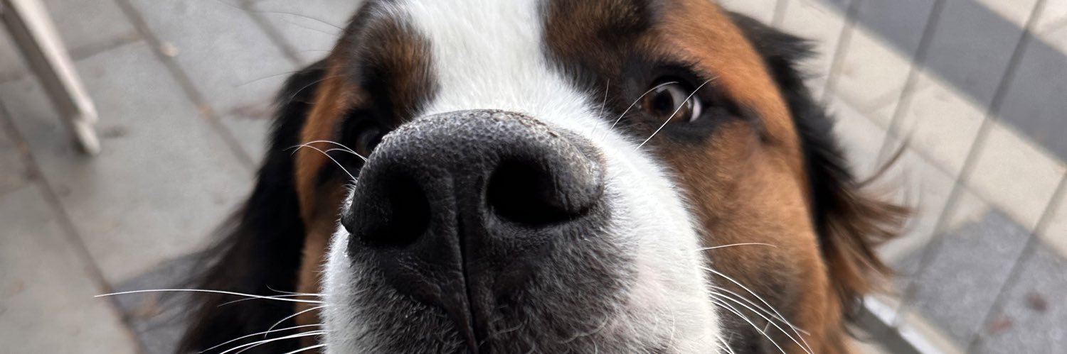 alibeark's profile banner image