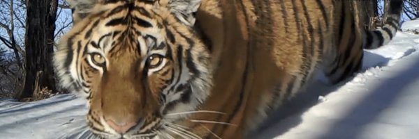 SiberianTiger77 Profile Banner