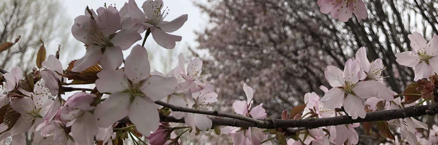akasabench's profile banner image