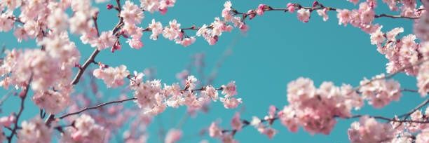 Care 🌸 banner