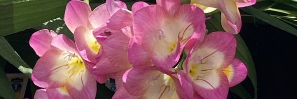 Monarez_Arts Profile Banner