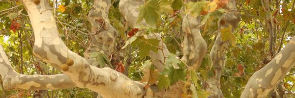 AJ100 Profile Banner