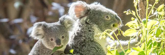 working_koala's profile banner image