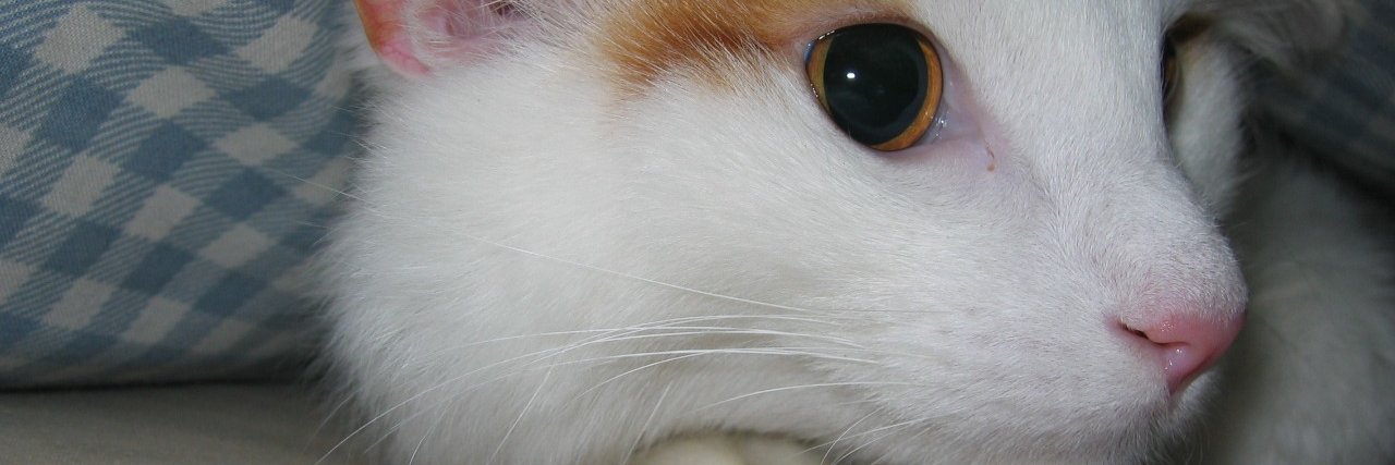 leppie's profile banner image