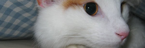 leppie Profile Banner