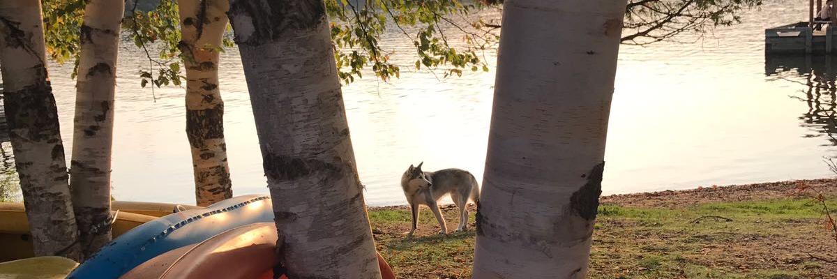 siruela3's profile banner image