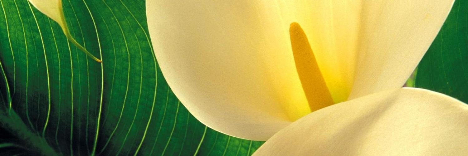 CarodeFelpa's profile banner image