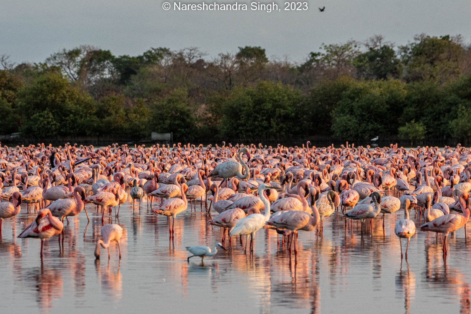 nareshchandra's profile banner image