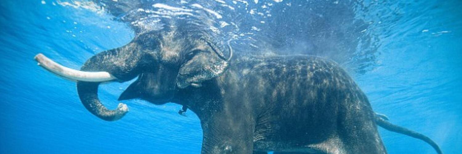 Keith vincent banner