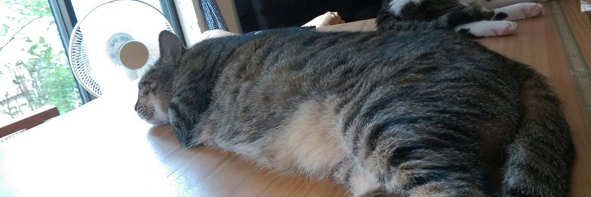 匣猫(はこねこ) banner