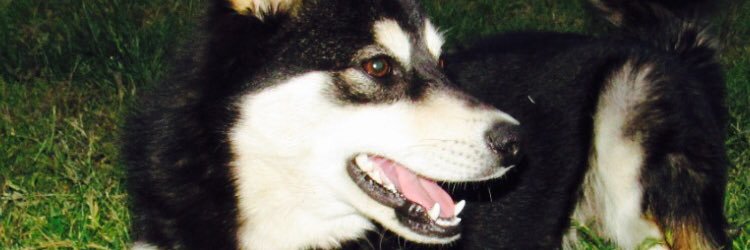 _NenoS's profile banner image