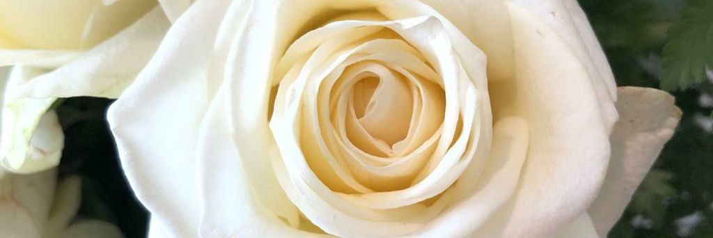 Rose_Purba's profile banner image