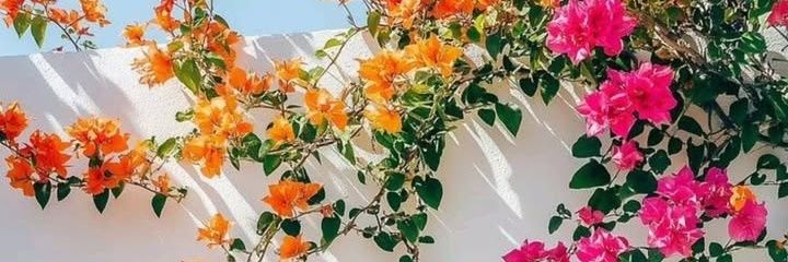 ᰔᩚLίρʂα✿ banner