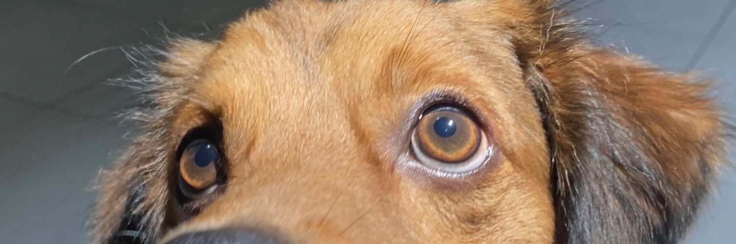 selalabrow's profile banner image