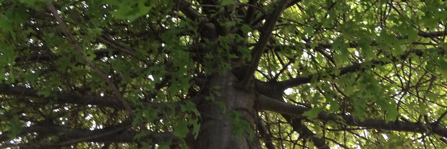 pedrodesousa's profile banner image