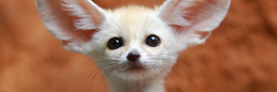 ©FENNECUS   STUDIO banner