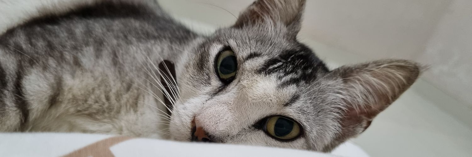 gin 😽 banner