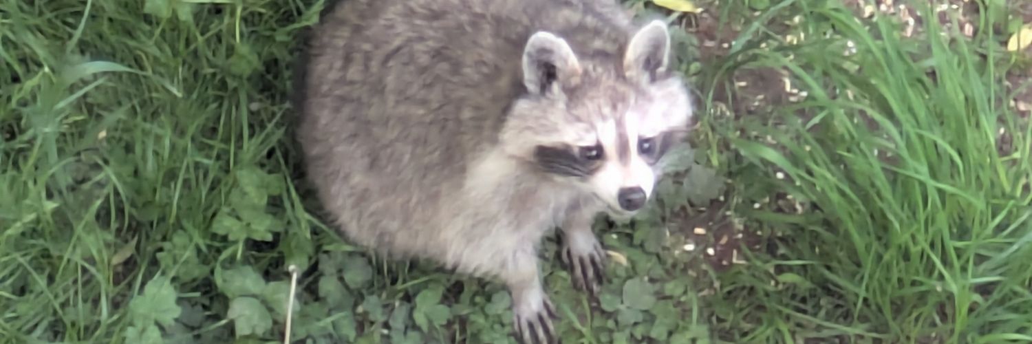 Art of Trash Panda banner