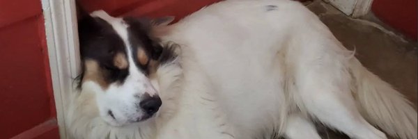 fidgeyhatesleft Profile Banner