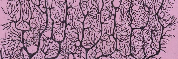 D'Mello Lab's banner