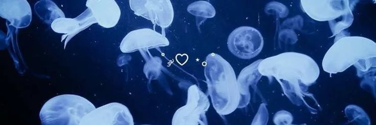 shells707's profile banner image