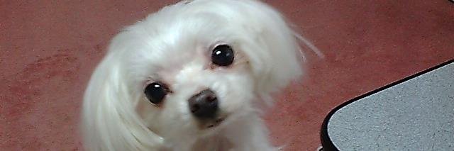 chitachiko's profile banner image