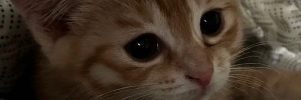 mo4_10 Profile Banner