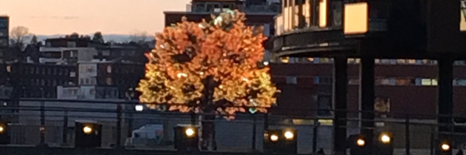 nameissandora's profile banner image