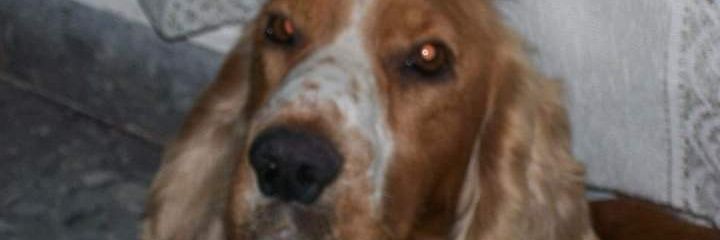 Cirito❤ 🐶 banner