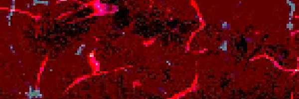 d banner