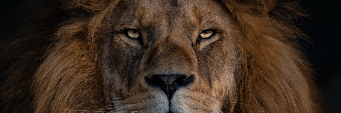 devulfish's profile banner image