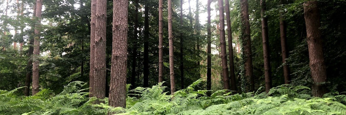 the_Anke@mastodon.social banner