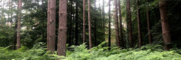 the_anke Profile Banner