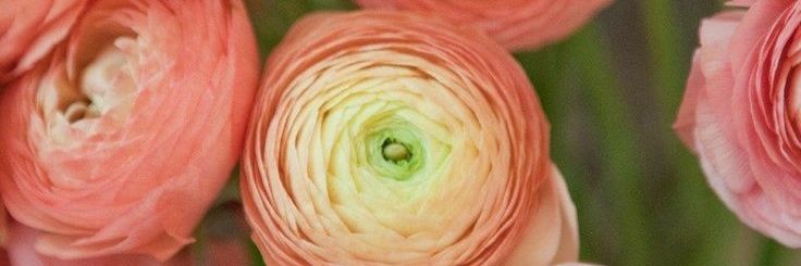 angiebean23's profile banner image