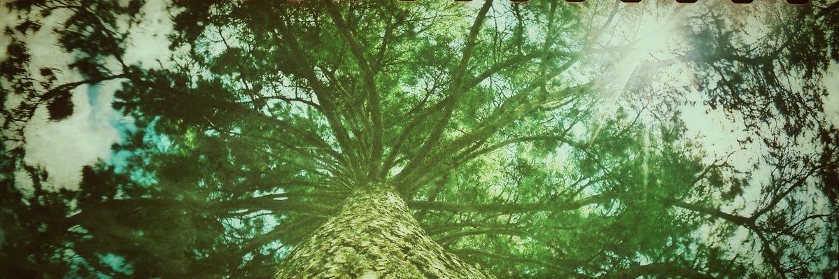 ChikenBut🫎🫎 banner