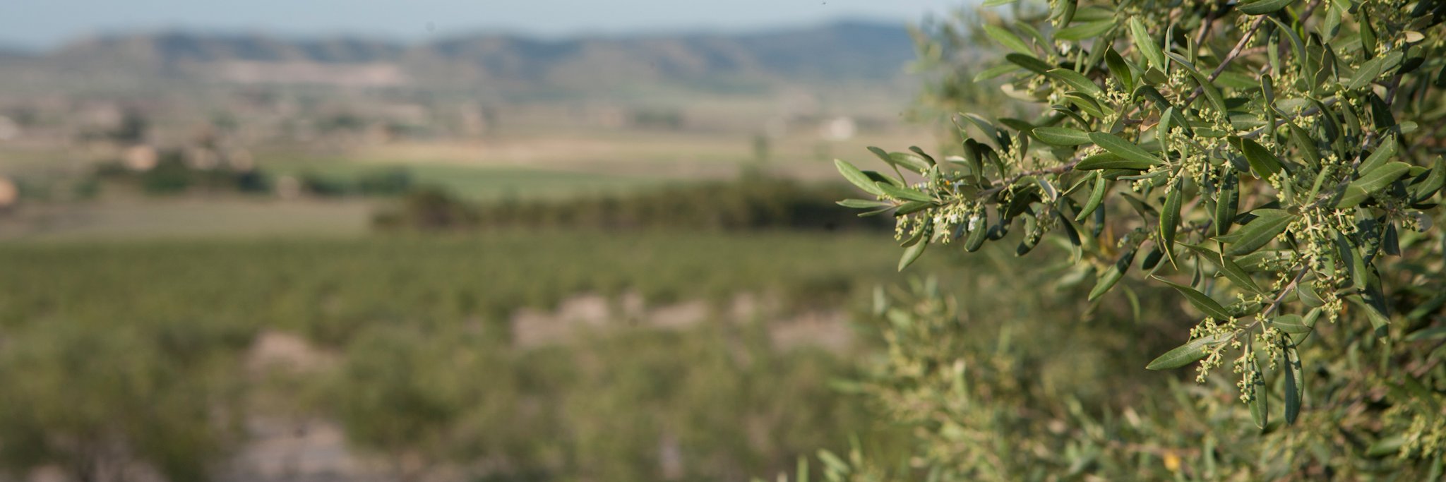 AceiteSucada's profile banner image