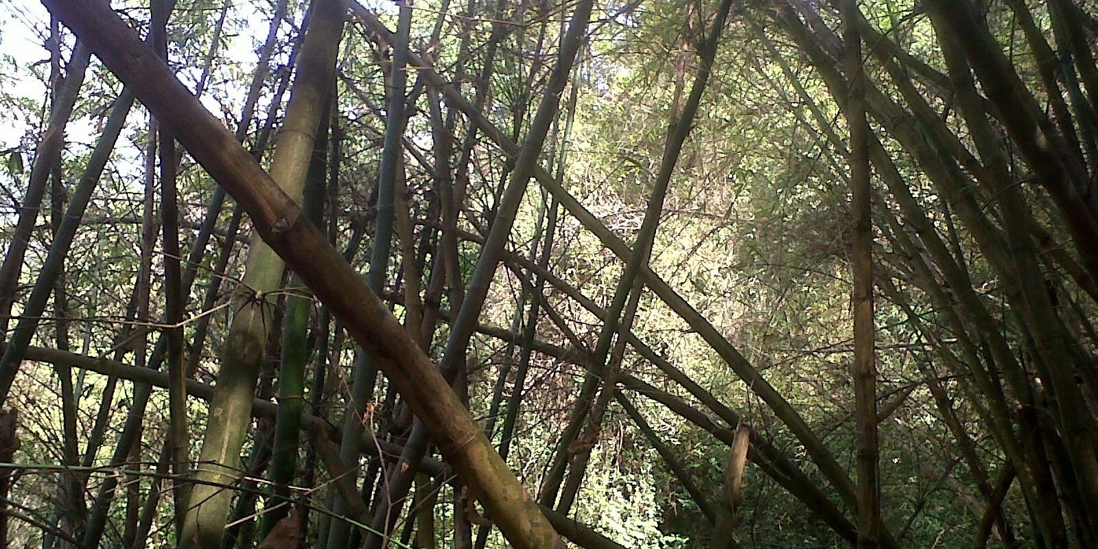 Escarlet Noguera banner