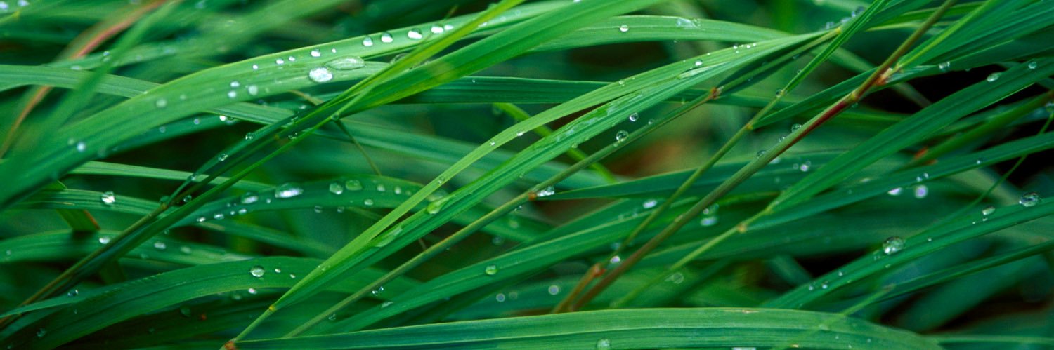 Jessica Alba Team banner