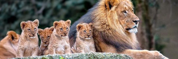 tiltwave Profile Banner