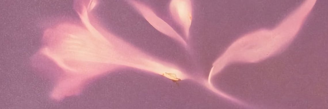 hastea_00's profile banner image