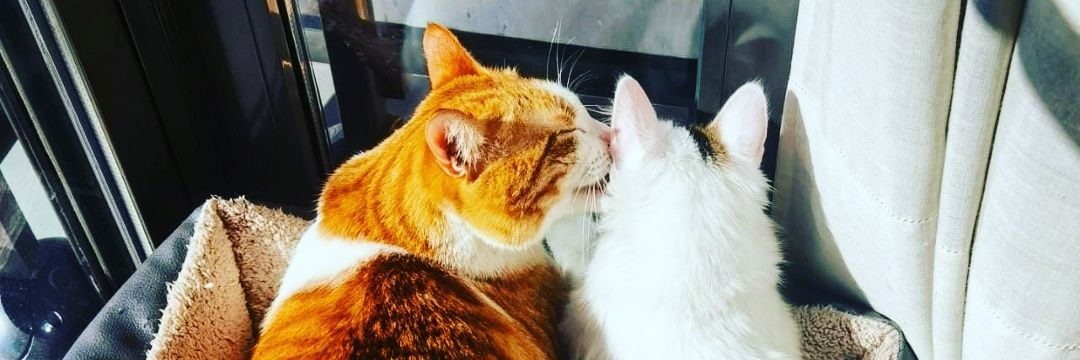 Rebeca Arroyo banner