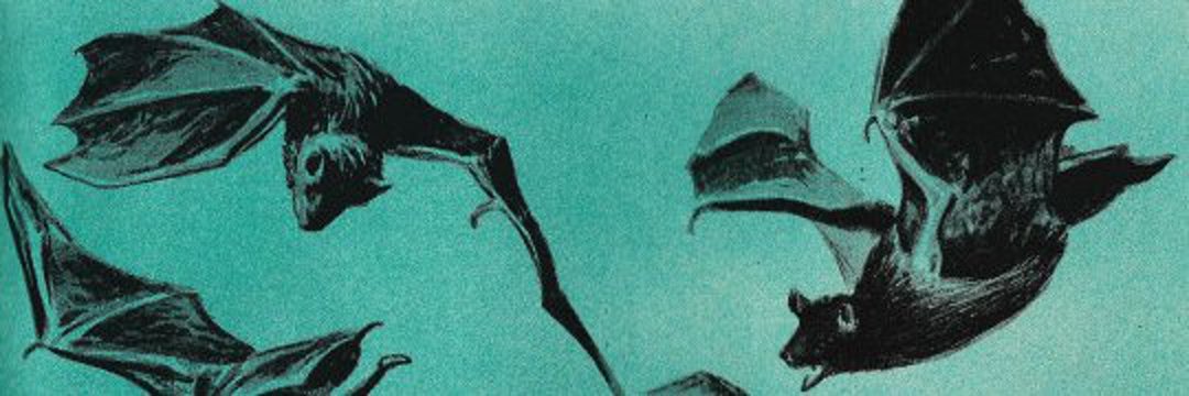Zamulavi's profile banner image