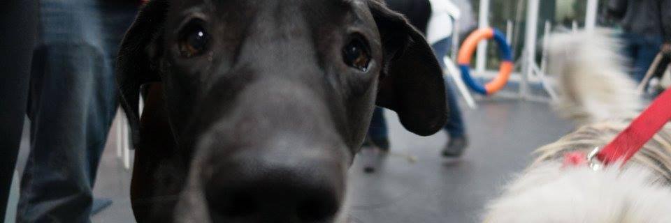 lizlemonyall's profile banner image