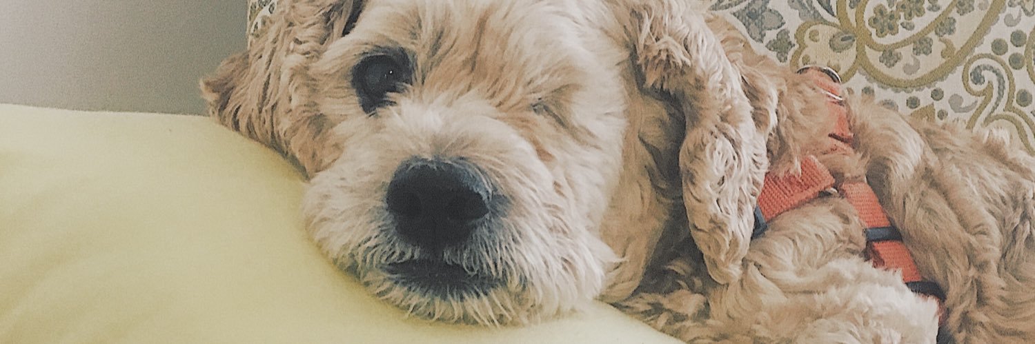 pupperpancakes's profile banner image