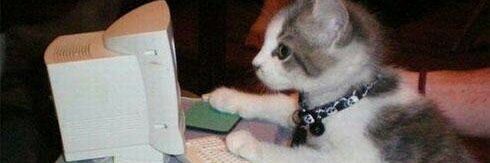 koeneko's profile banner image