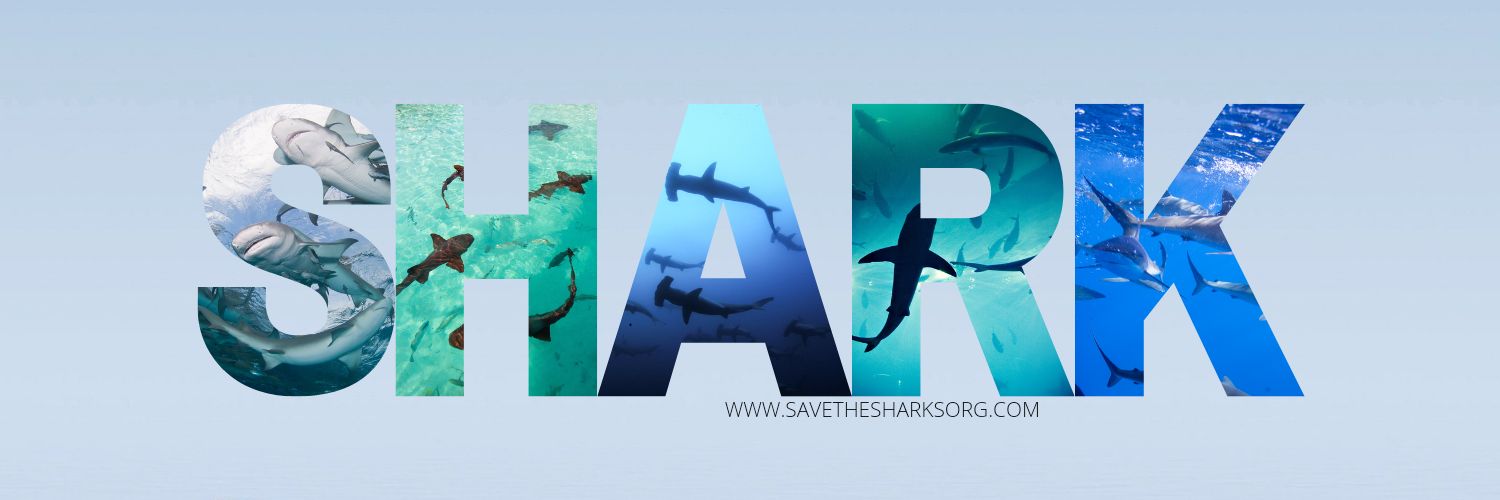 savesharksorg's profile banner image