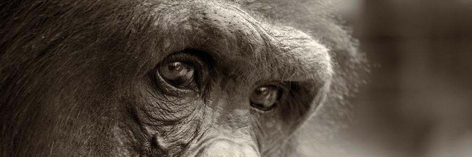FaunaFoundation's profile banner image
