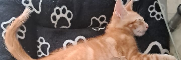 luis7293's profile banner image